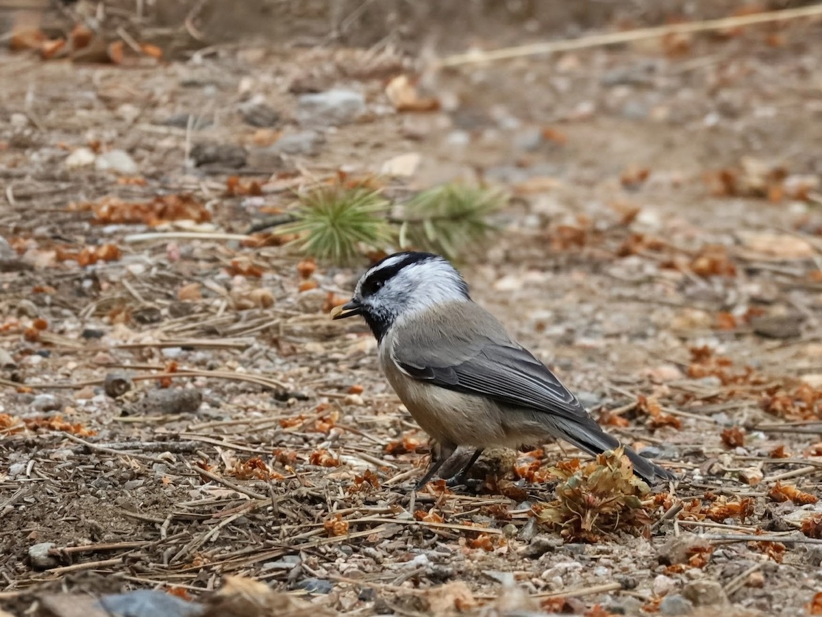 Mountain Chickadee (Rocky Mts.) - ML641727188
