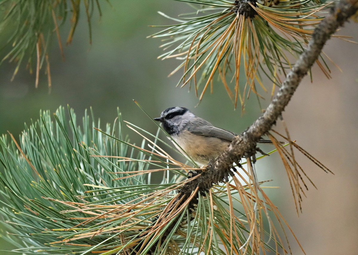 Mountain Chickadee (Rocky Mts.) - ML641727189