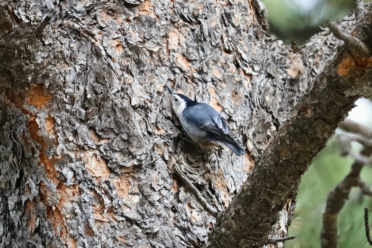 White-breasted Nuthatch - ML641727202