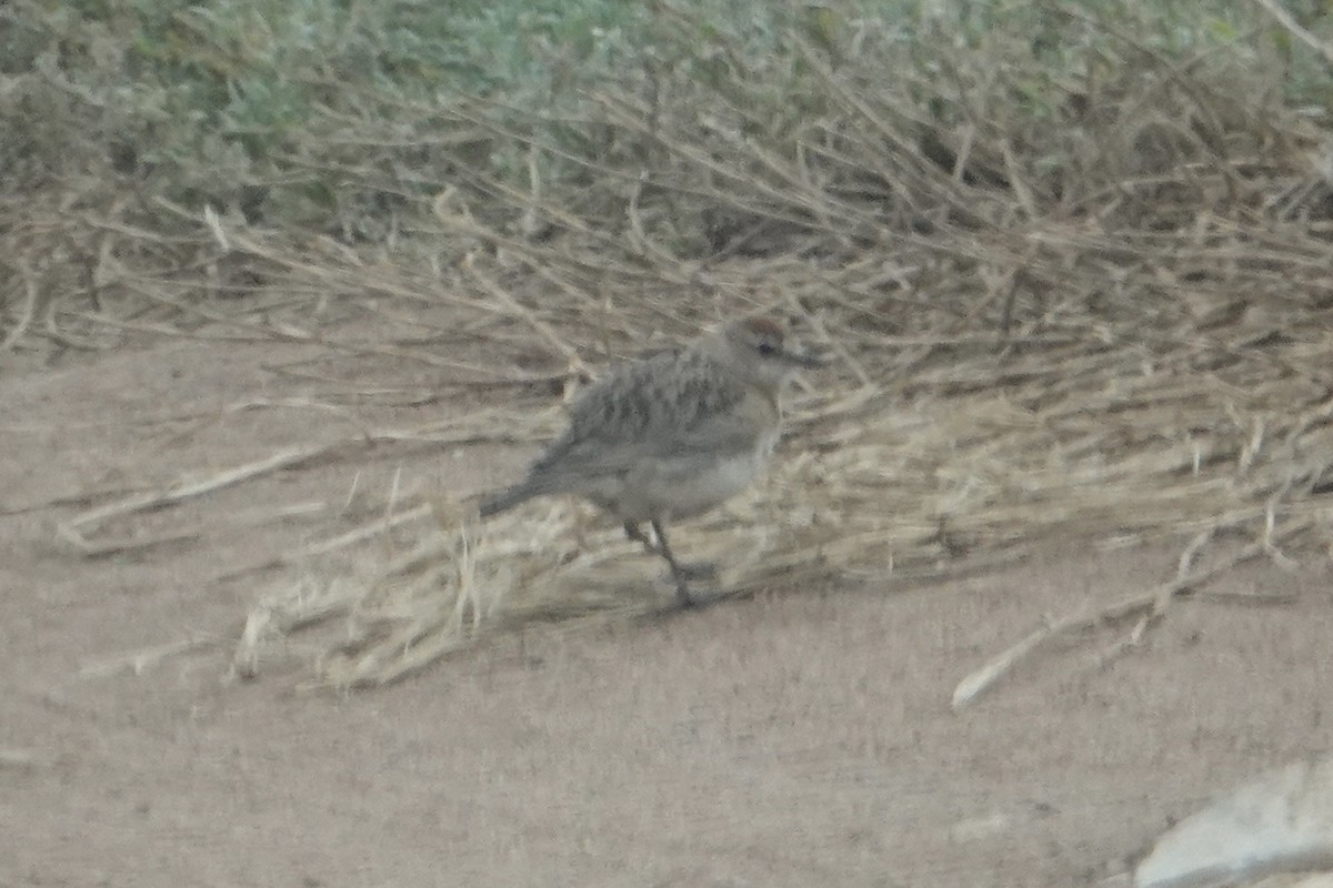 アフリカヒメコウテンシ - ML641727261