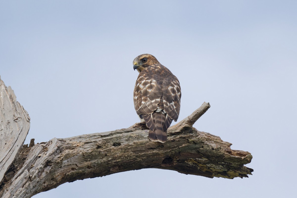 Broad-winged Hawk - ML641727263