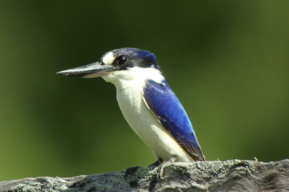 モリショウビン - ML641727273