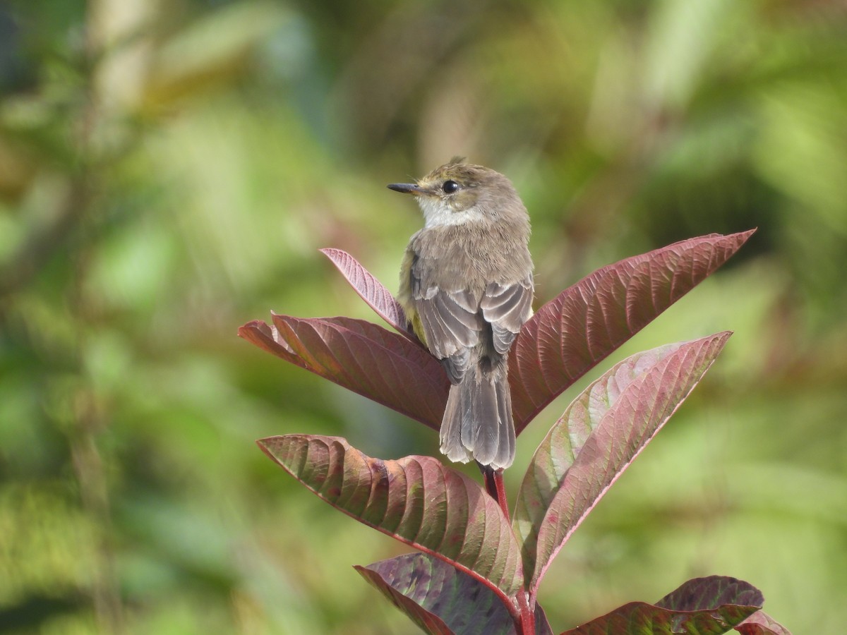 Brujo Flycatcher (Galapagos) - ML641727301