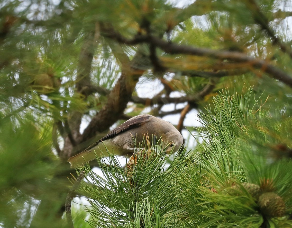 Clark's Nutcracker - ML641727308