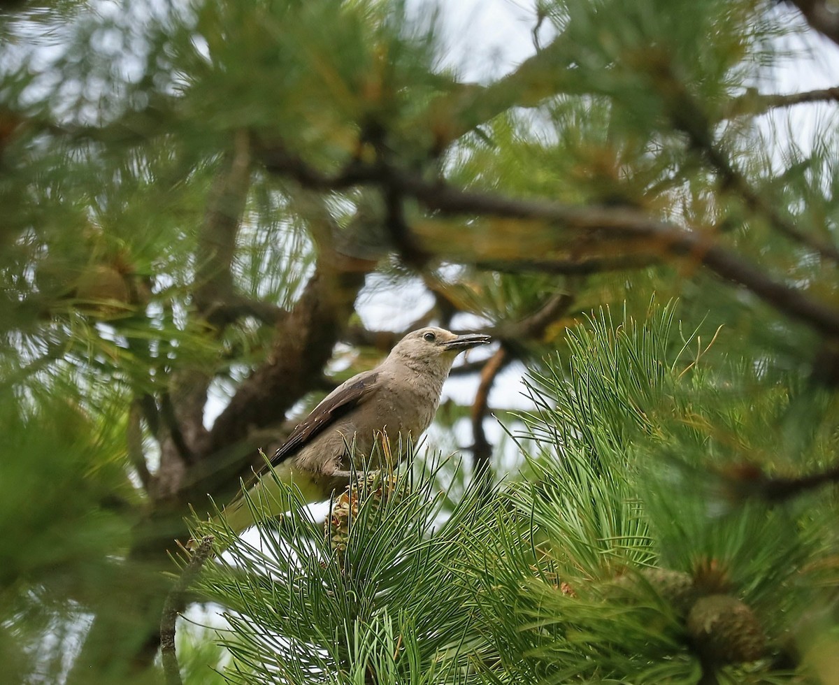 Clark's Nutcracker - ML641727309