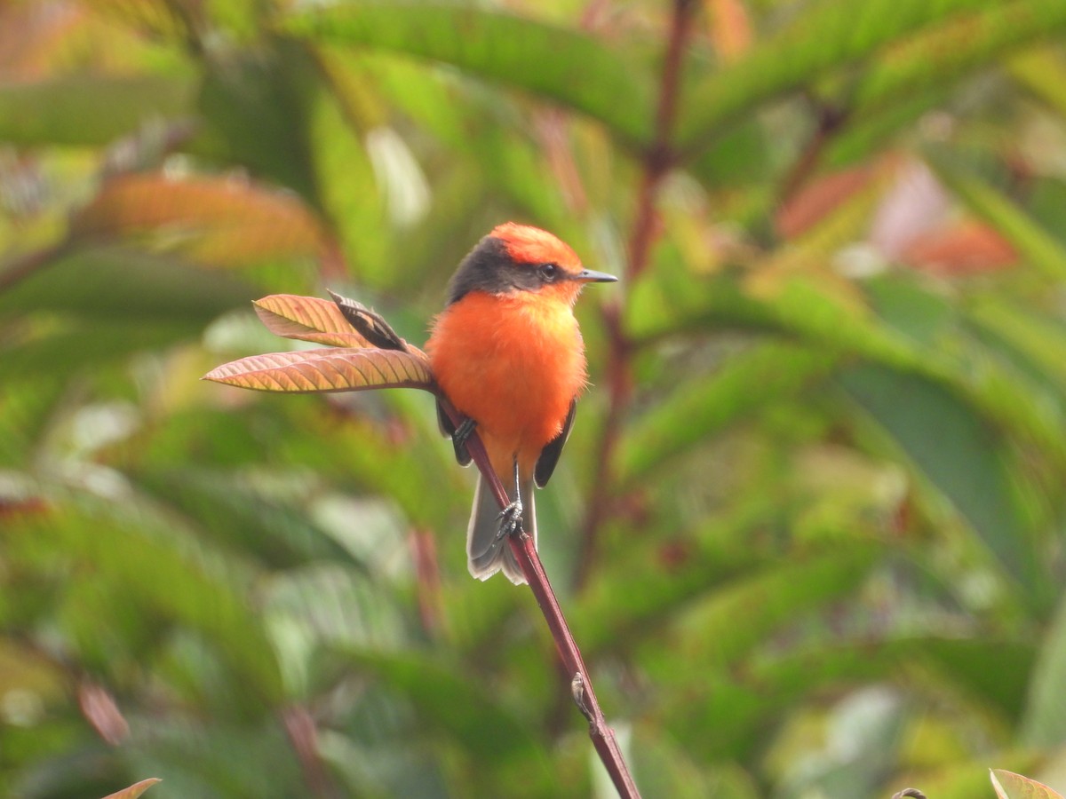 Brujo Flycatcher (Galapagos) - ML641727318