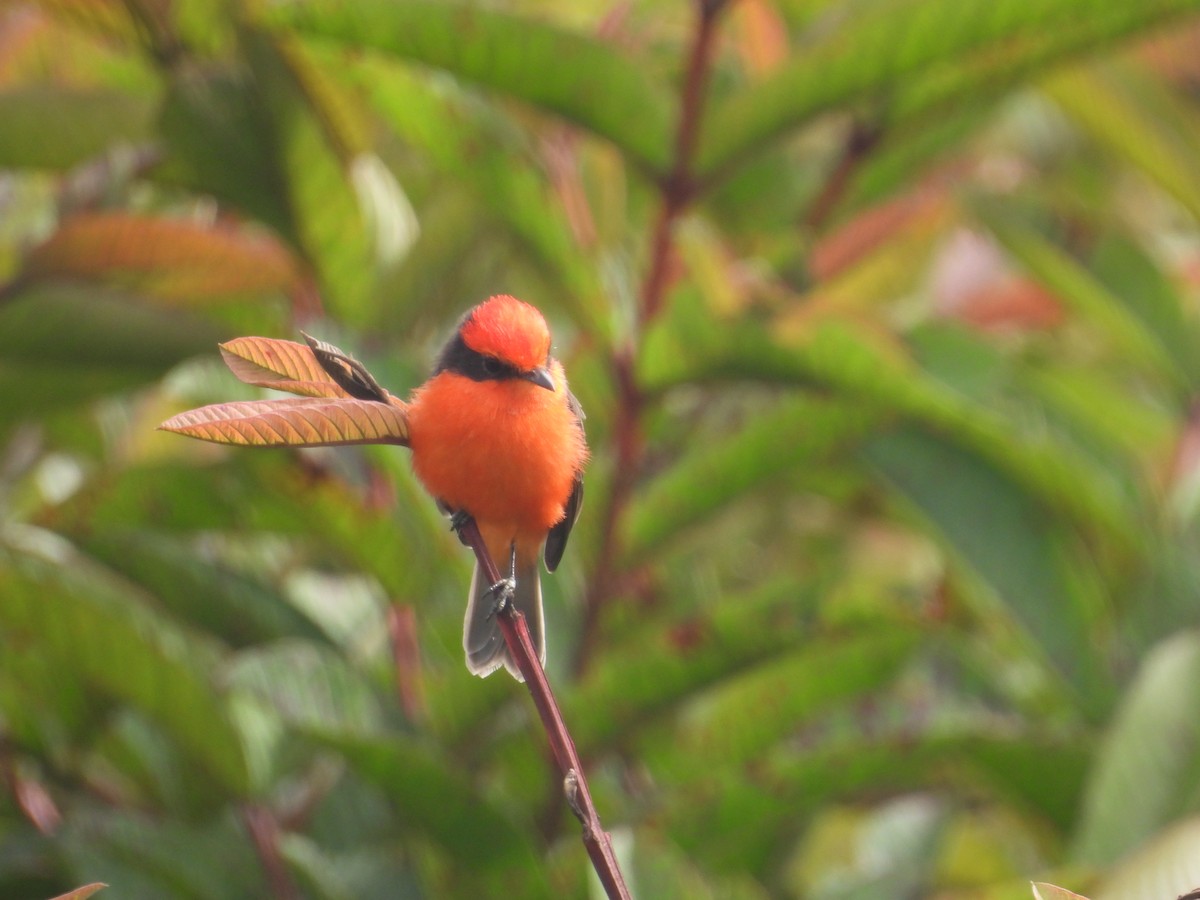 Brujo Flycatcher (Galapagos) - ML641727319
