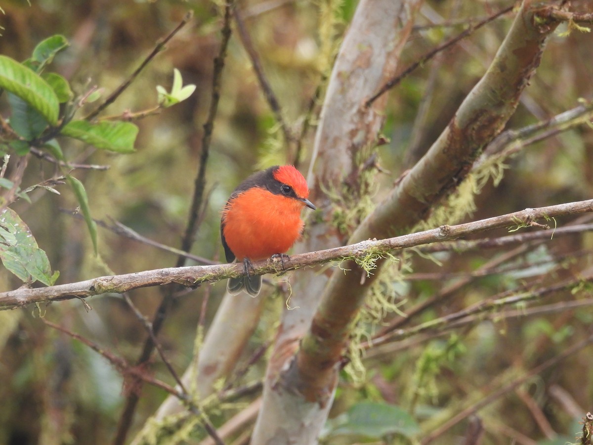 Brujo Flycatcher (Galapagos) - ML641727330