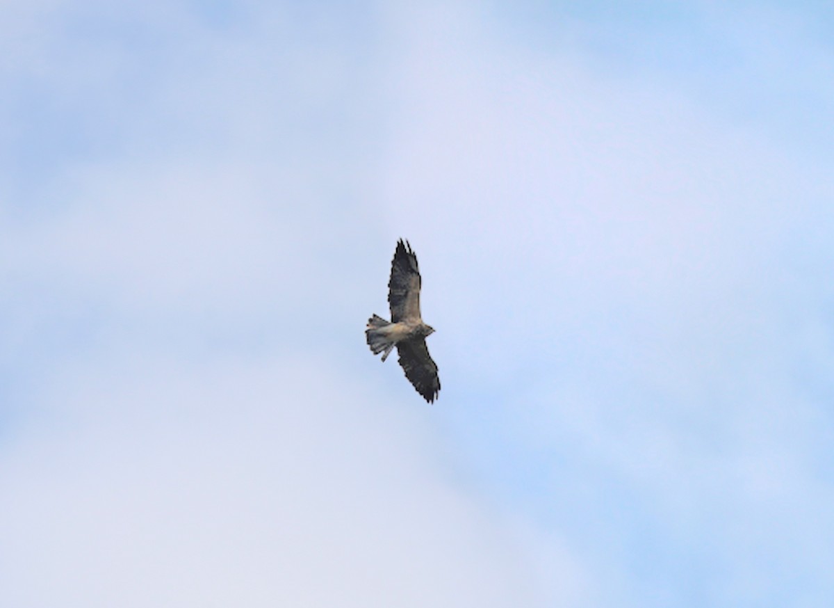Swainson's Hawk - ML641727370