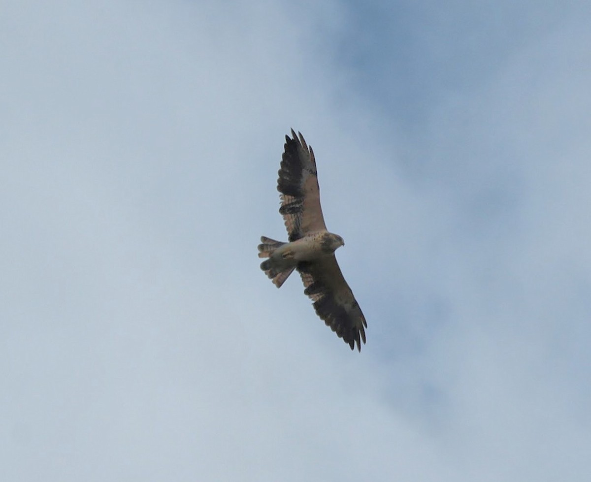 Swainson's Hawk - ML641727371