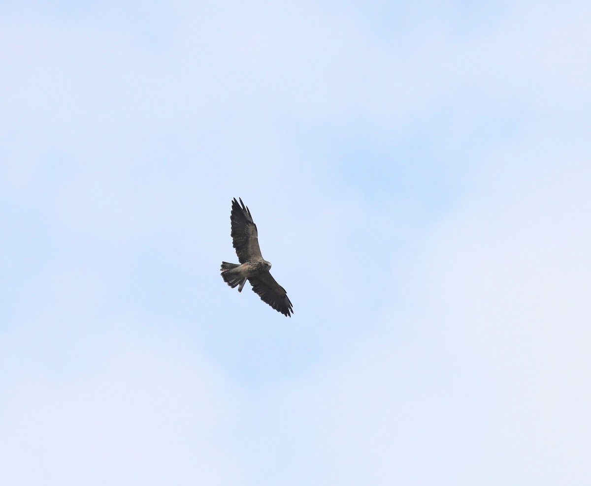 Swainson's Hawk - ML641727372