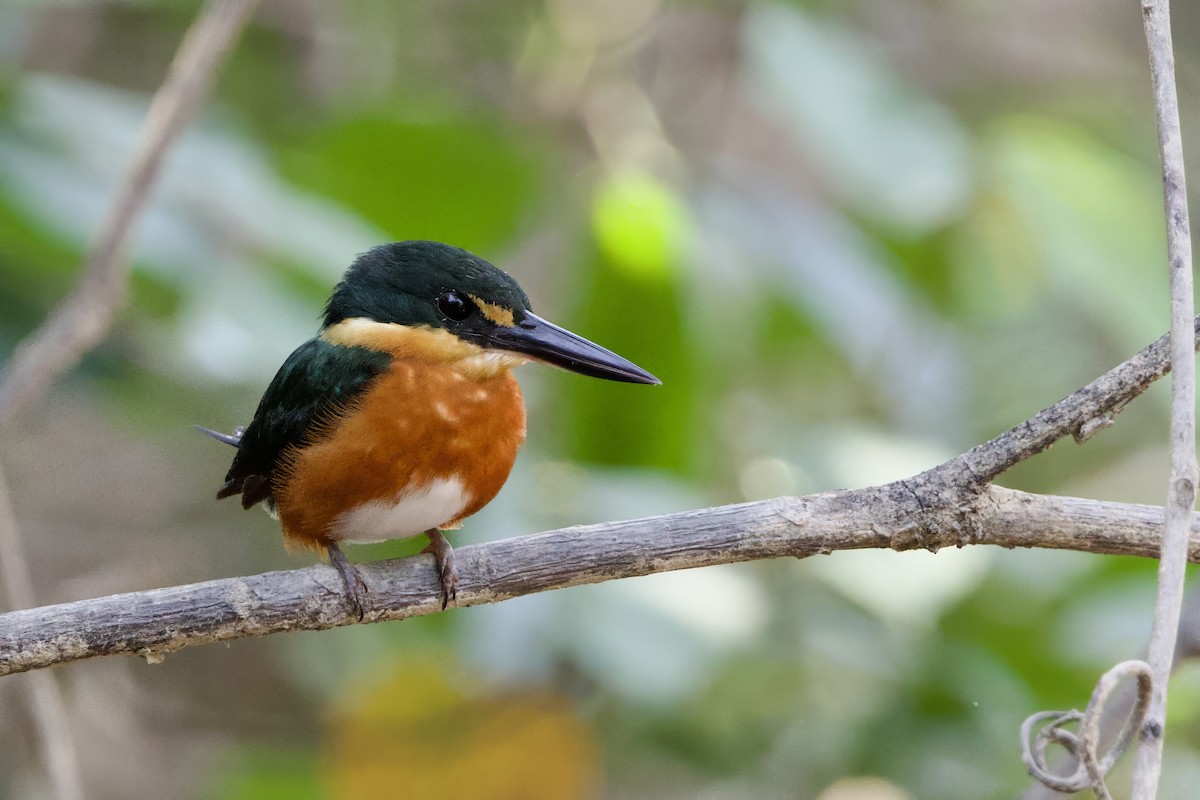 American Pygmy Kingfisher - ML641727411