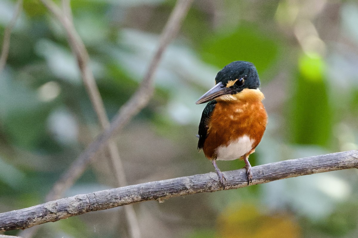 American Pygmy Kingfisher - ML641727415