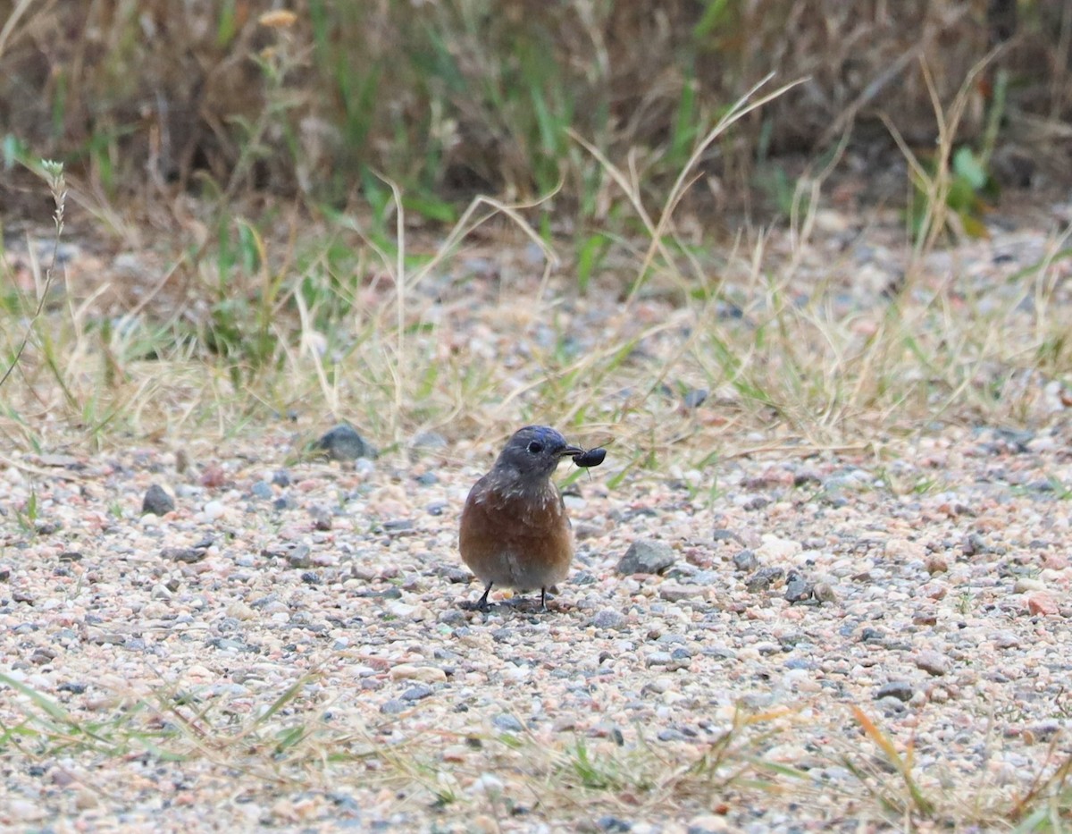 Western Bluebird - ML641727428
