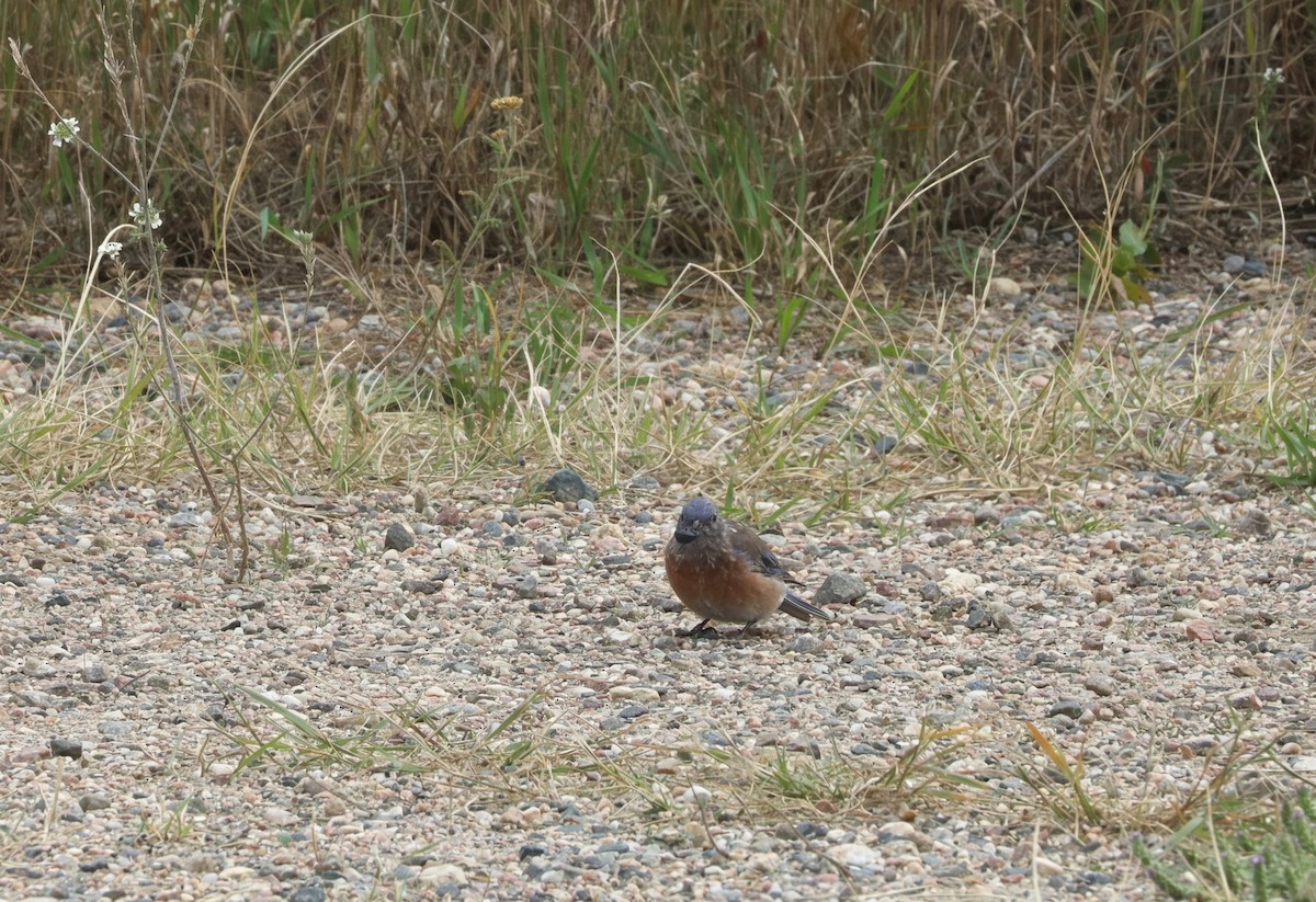 Western Bluebird - ML641727429