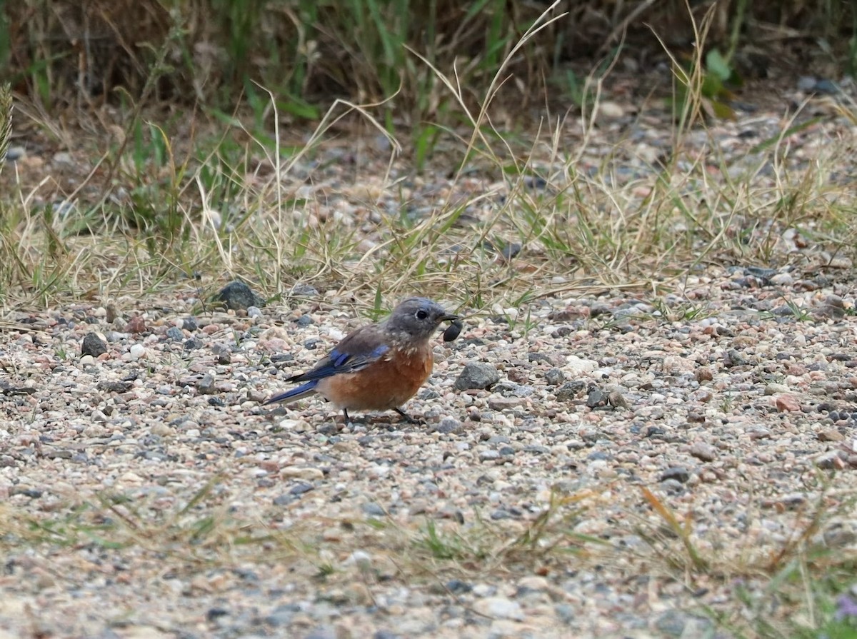 Western Bluebird - ML641727430