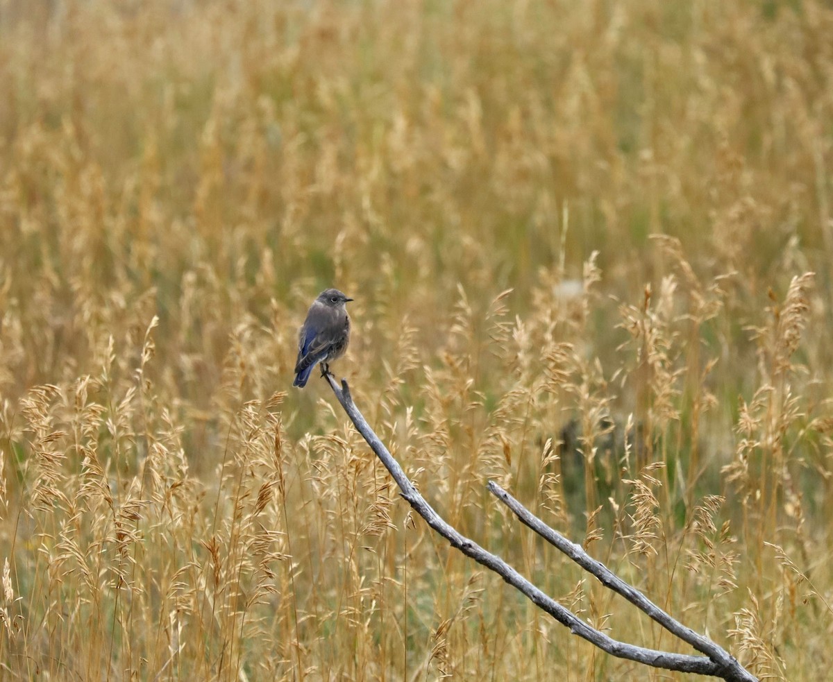 Western Bluebird - ML641727431