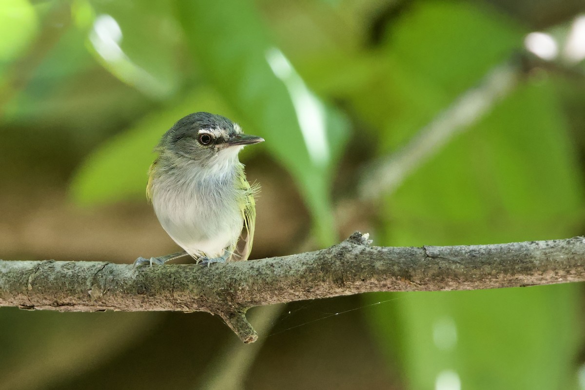 Slate-headed Tody-Flycatcher - ML641727461