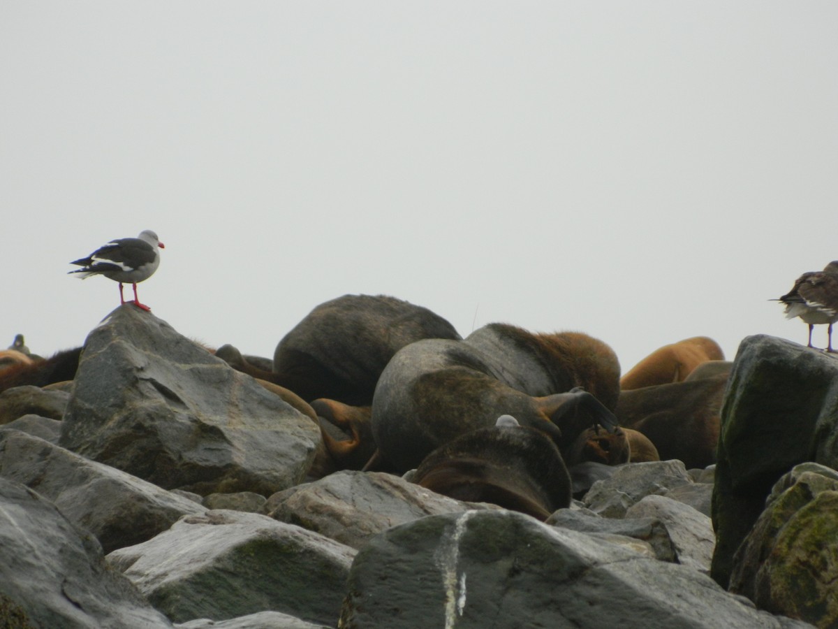 Dolphin Gull - ML641727509