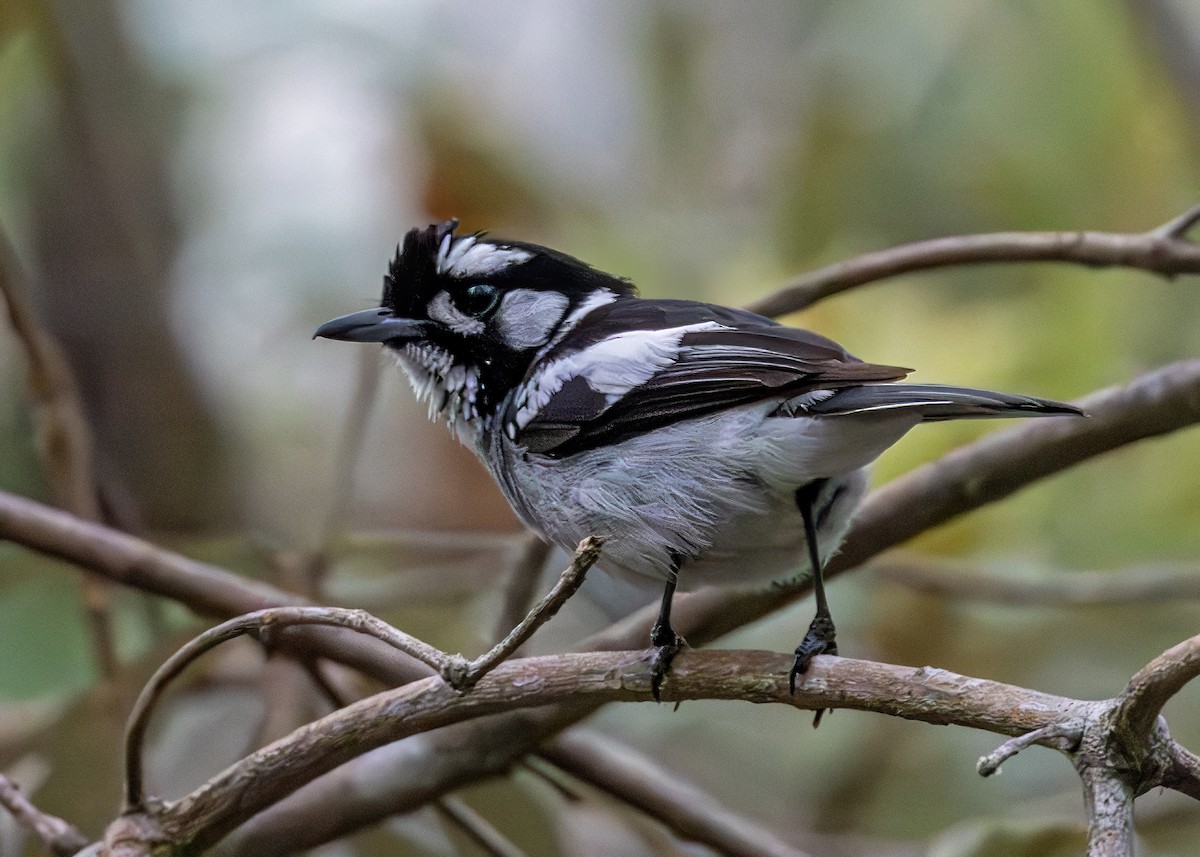 White-eared Monarch - ML641727538