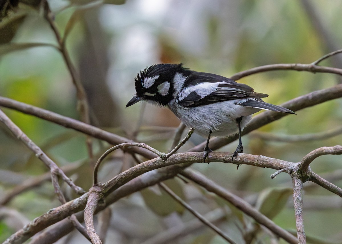 White-eared Monarch - ML641727539