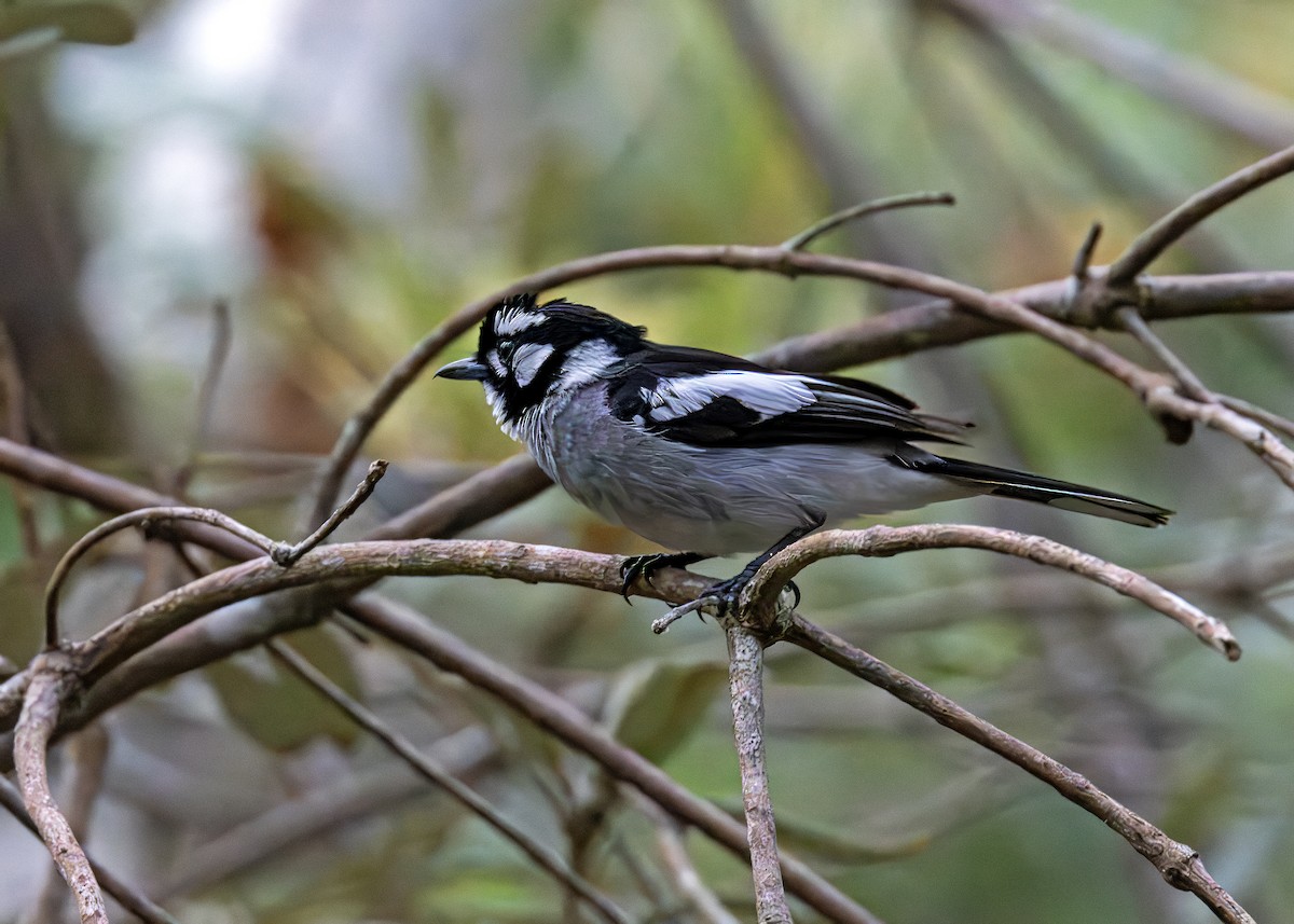 White-eared Monarch - ML641727540