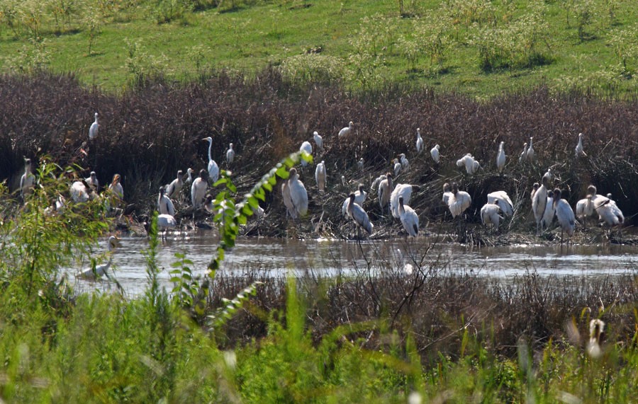 Wood Stork - ML641727598