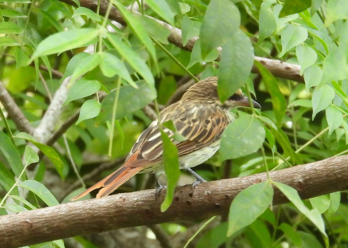 Streaked Flycatcher - ML641727724