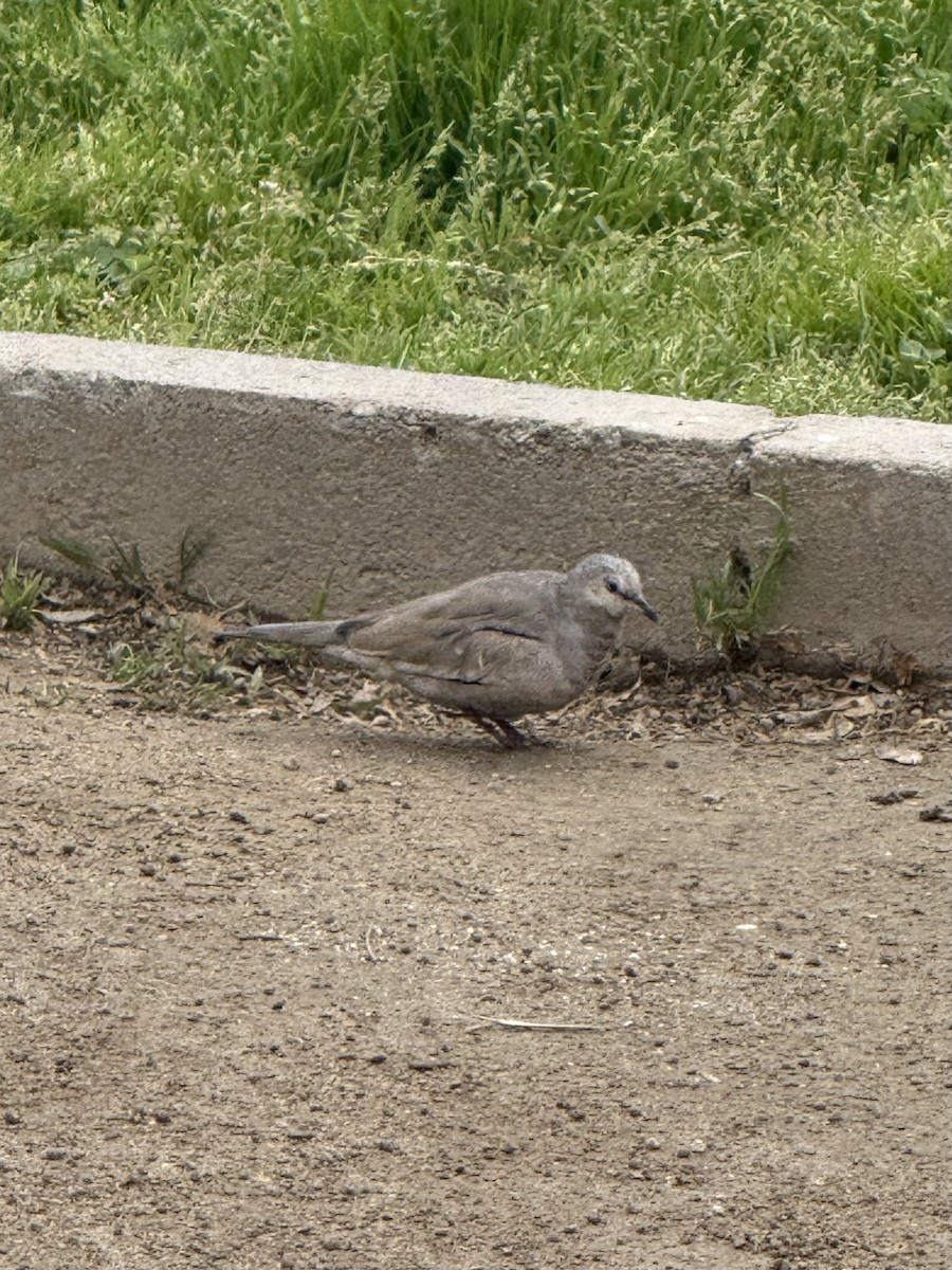Picui Ground Dove - ML641727758