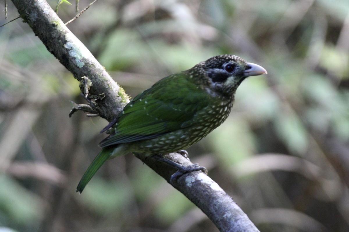 Spotted Catbird - ML641727778