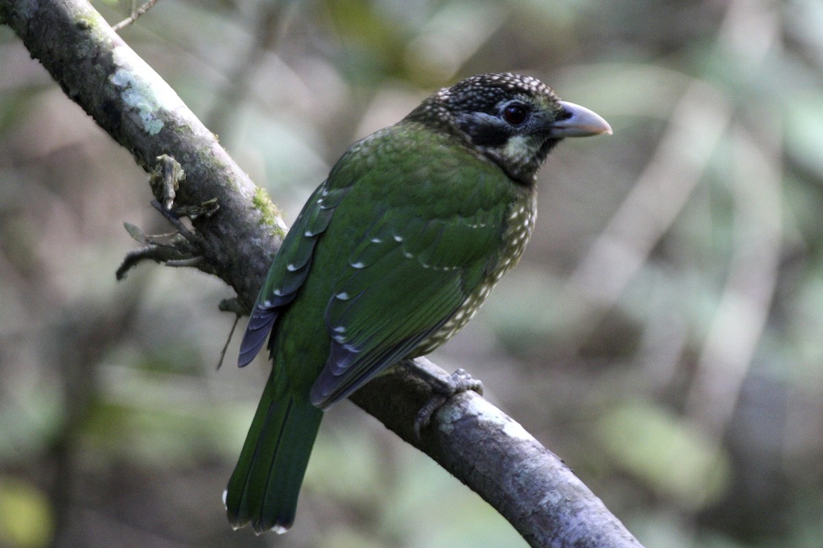 Spotted Catbird - ML641727779