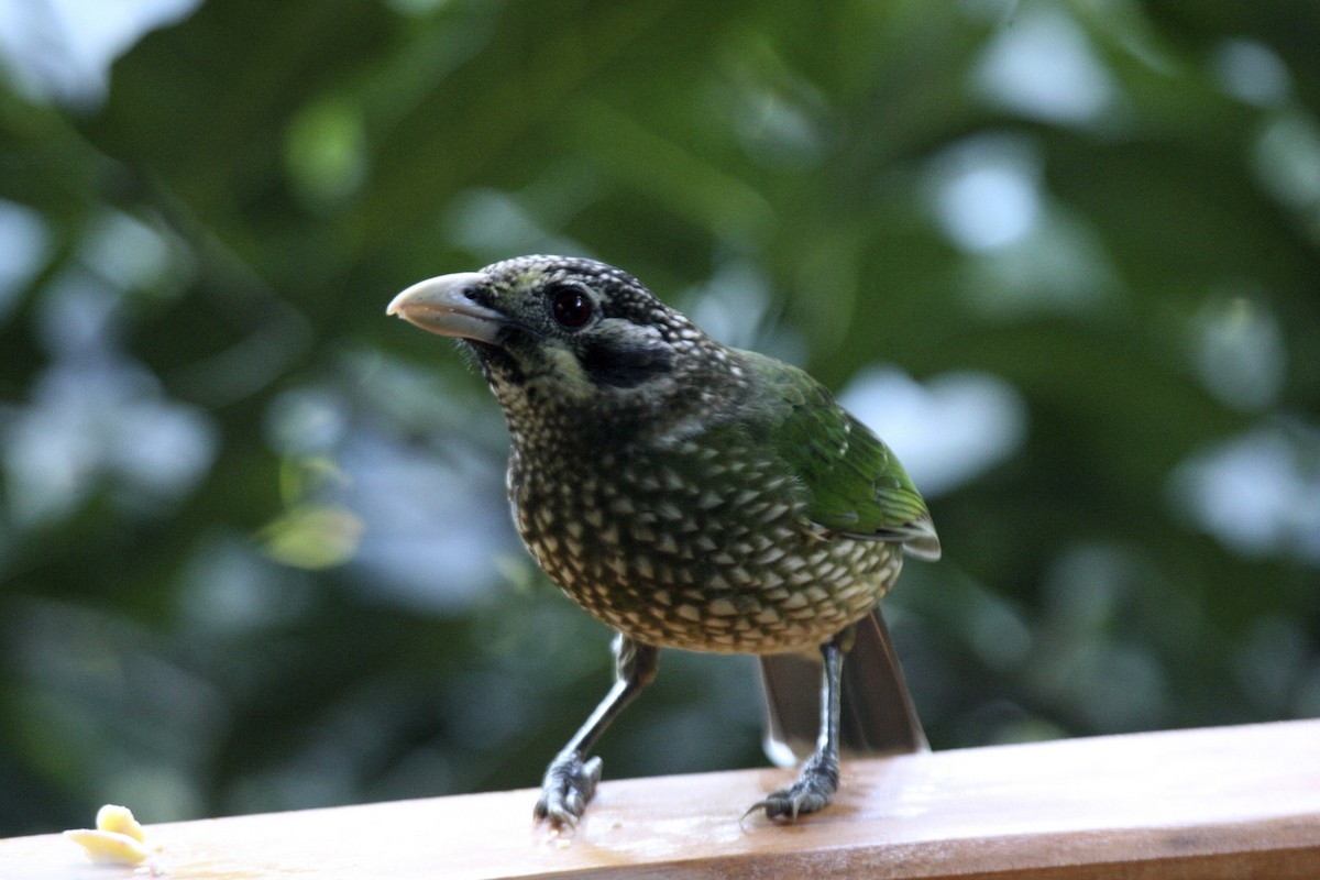 Spotted Catbird - ML641727781