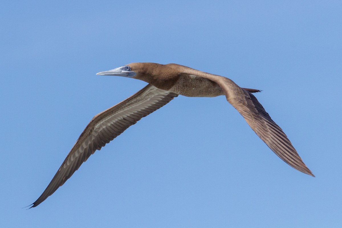 terej žlutonohý - ML641727782