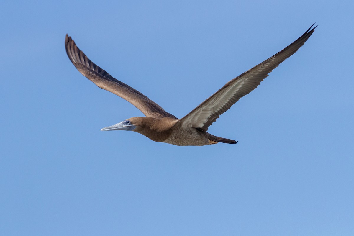 terej žlutonohý - ML641727785