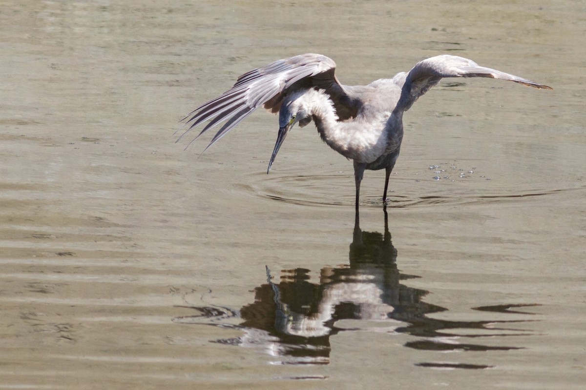 volavka červenavá - ML641727832