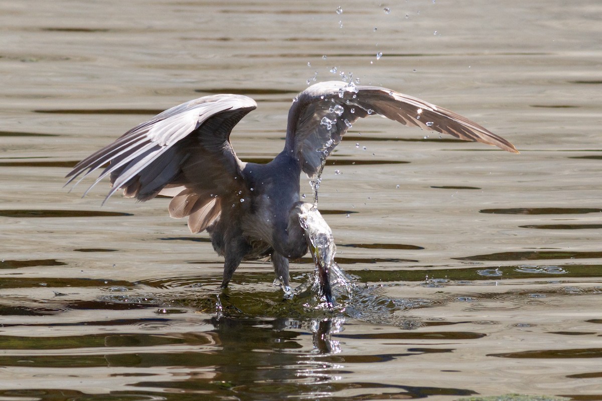 volavka červenavá - ML641727833