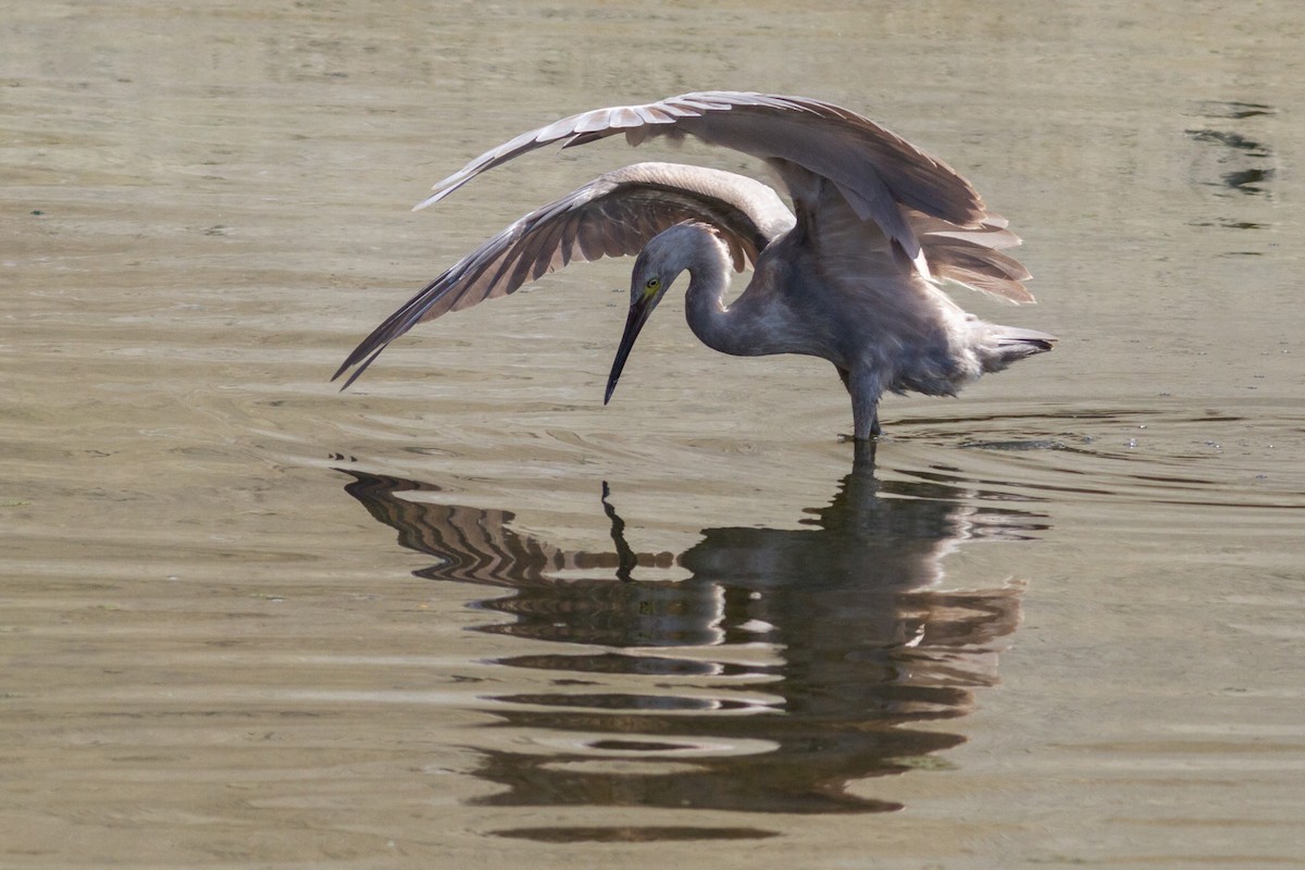 volavka červenavá - ML641727834