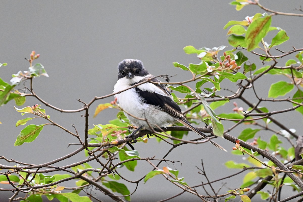 Northern Fiscal - ML641727844