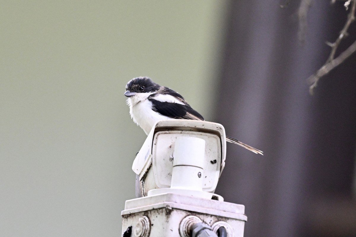 Northern Fiscal - ML641727845