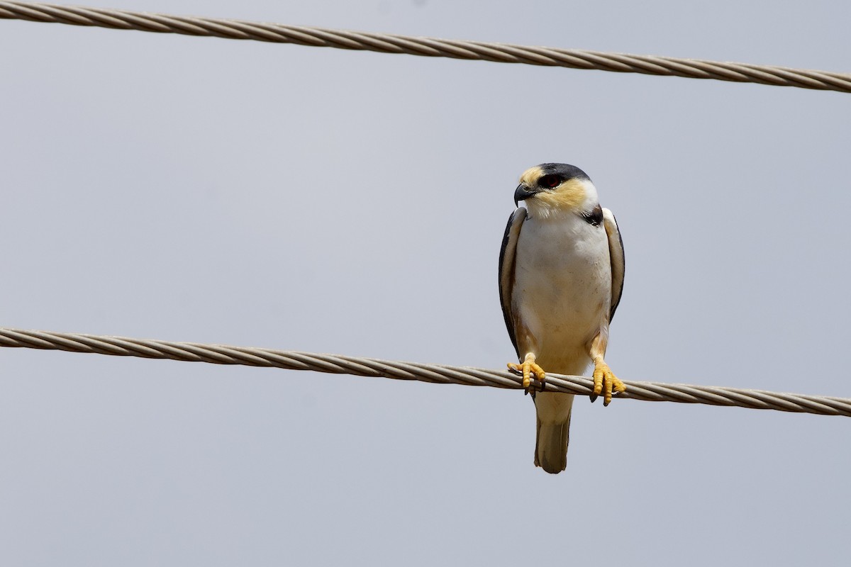 Pearl Kite - ML641727873