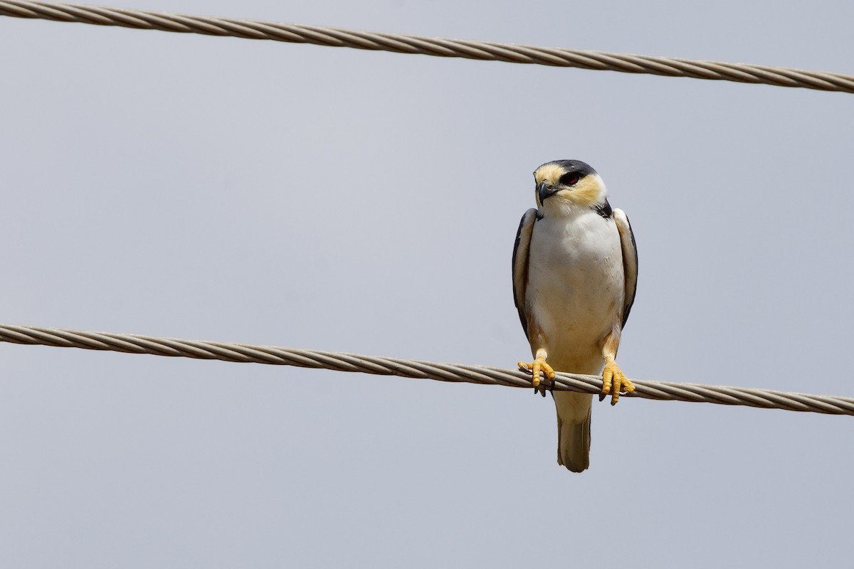 Pearl Kite - ML641727876