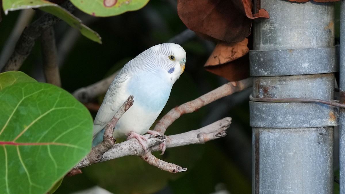 Budgerigar - ML641727877