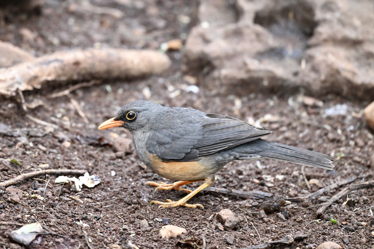 Abyssinian Thrush - ML641727880