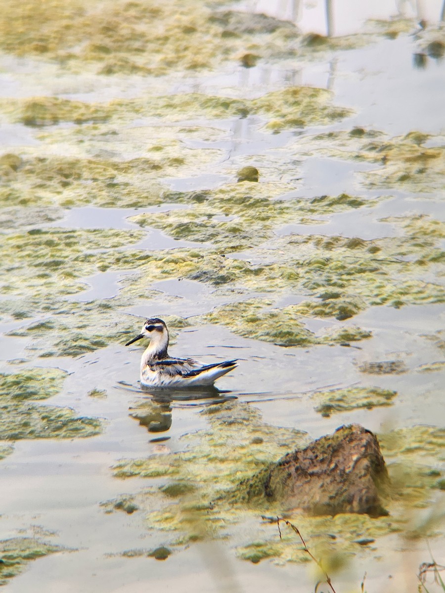 Red Phalarope - ML641727893