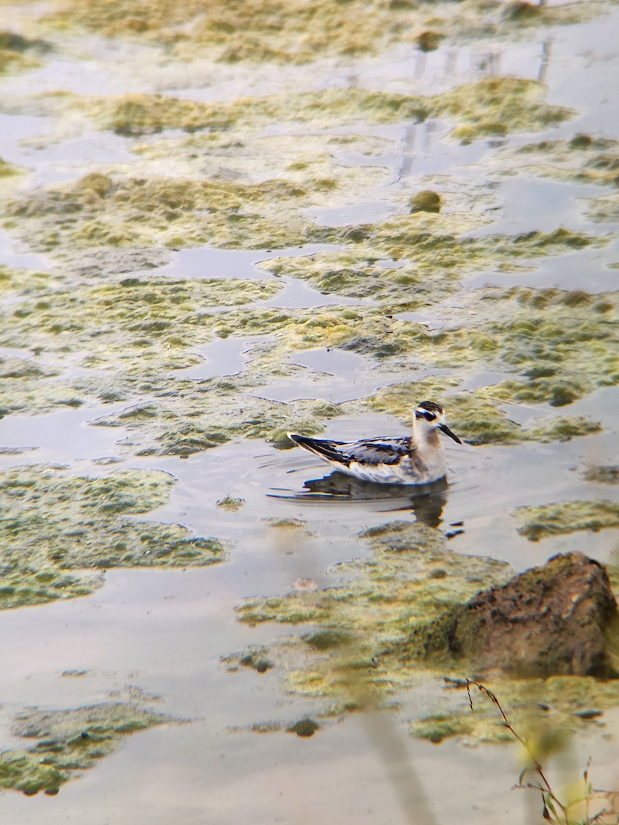 Red Phalarope - ML641727894