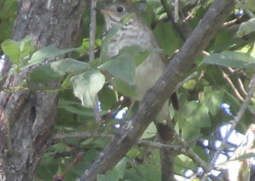 Gray-cheeked/Bicknell's Thrush - ML641727913