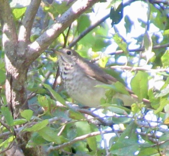 Gray-cheeked/Bicknell's Thrush - ML641727914
