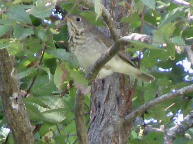 Gray-cheeked/Bicknell's Thrush - ML641727915