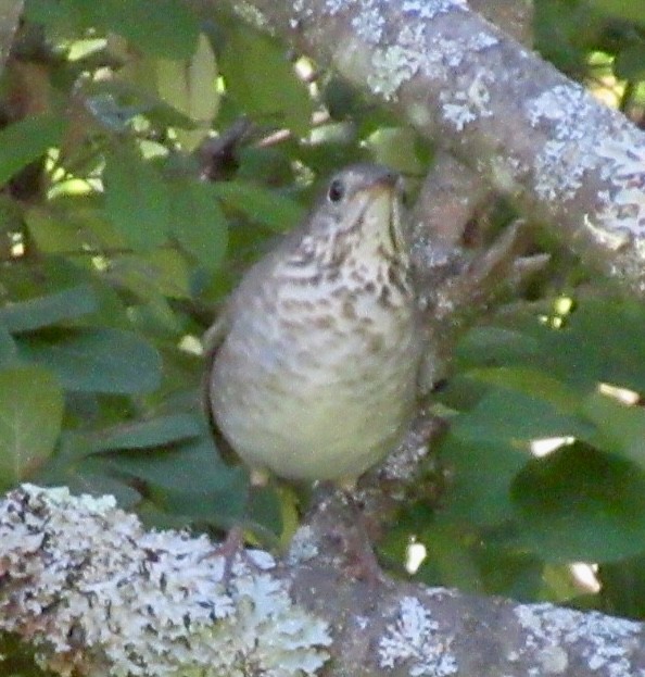 Gray-cheeked/Bicknell's Thrush - ML641727916