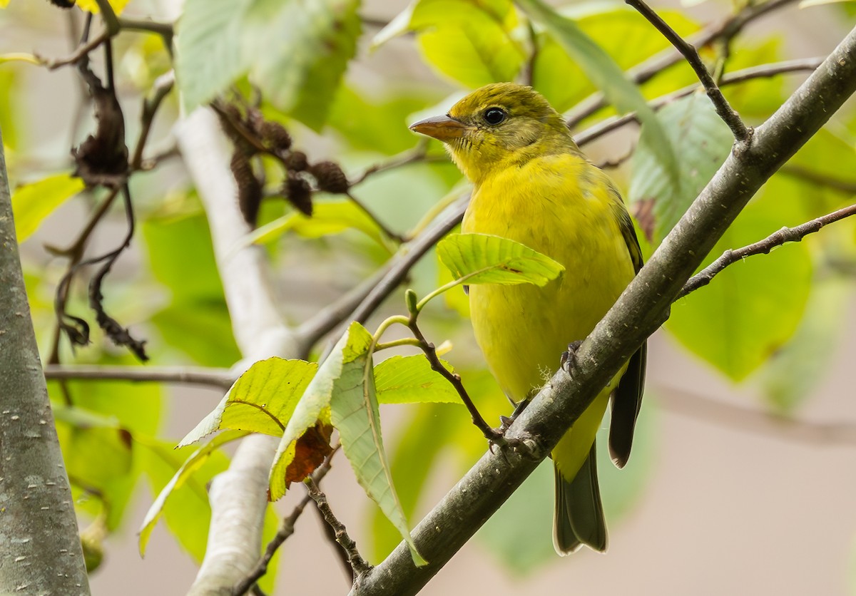 Western Tanager - ML641727922
